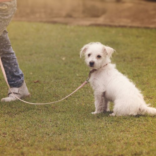 Polypropylen-Hundeleine