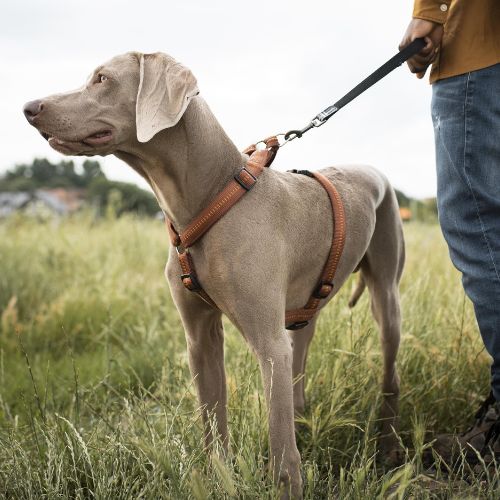 Reflektierende Hundegeschirre